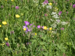 Muker meadows, flowers, wildlife (12)