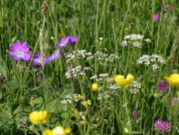 Muker meadows, flowers, wildlife (13)