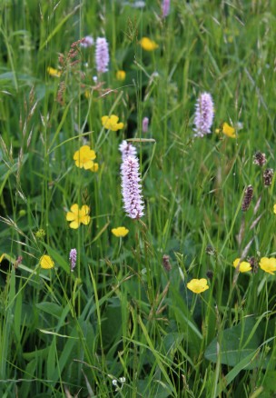 Muker meadows, flowers, wildlife (40)