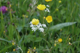Muker meadows, flowers, wildlife (43)