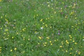 Muker meadows, flowers, wildlife (45)