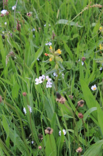 Muker meadows, flowers, wildlife (46)