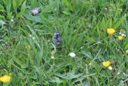 Muker meadows, flowers, wildlife (49)