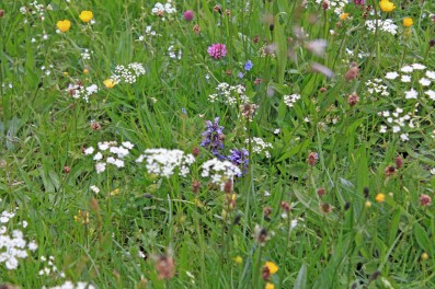 Muker meadows, flowers, wildlife (50)