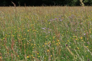Muker meadows, flowers, wildlife (58)