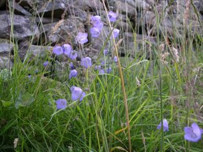 Muker meadows, flowers, wildlife (68)