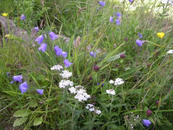 Muker meadows, flowers, wildlife (69)