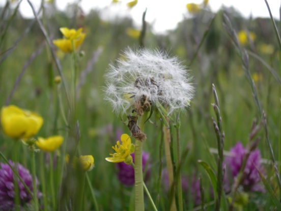 Muker meadows, flowers, wildlife (78)