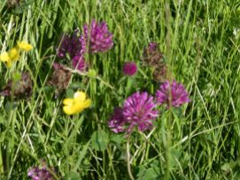 Muker meadows, flowers, wildlife (81)