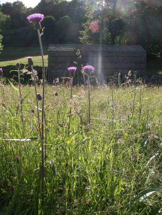 Muker meadows, flowers, wildlife (83)